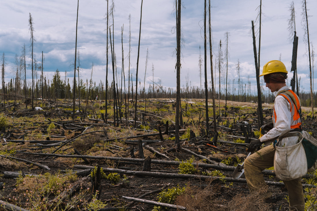 5 Benefits of Summer Tree Planting Jobs for Ontario Students