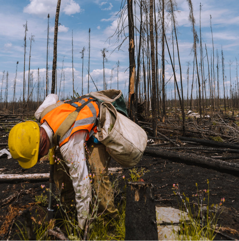 Person in protective gear walking through a deforested area with charred trees and blue sky.