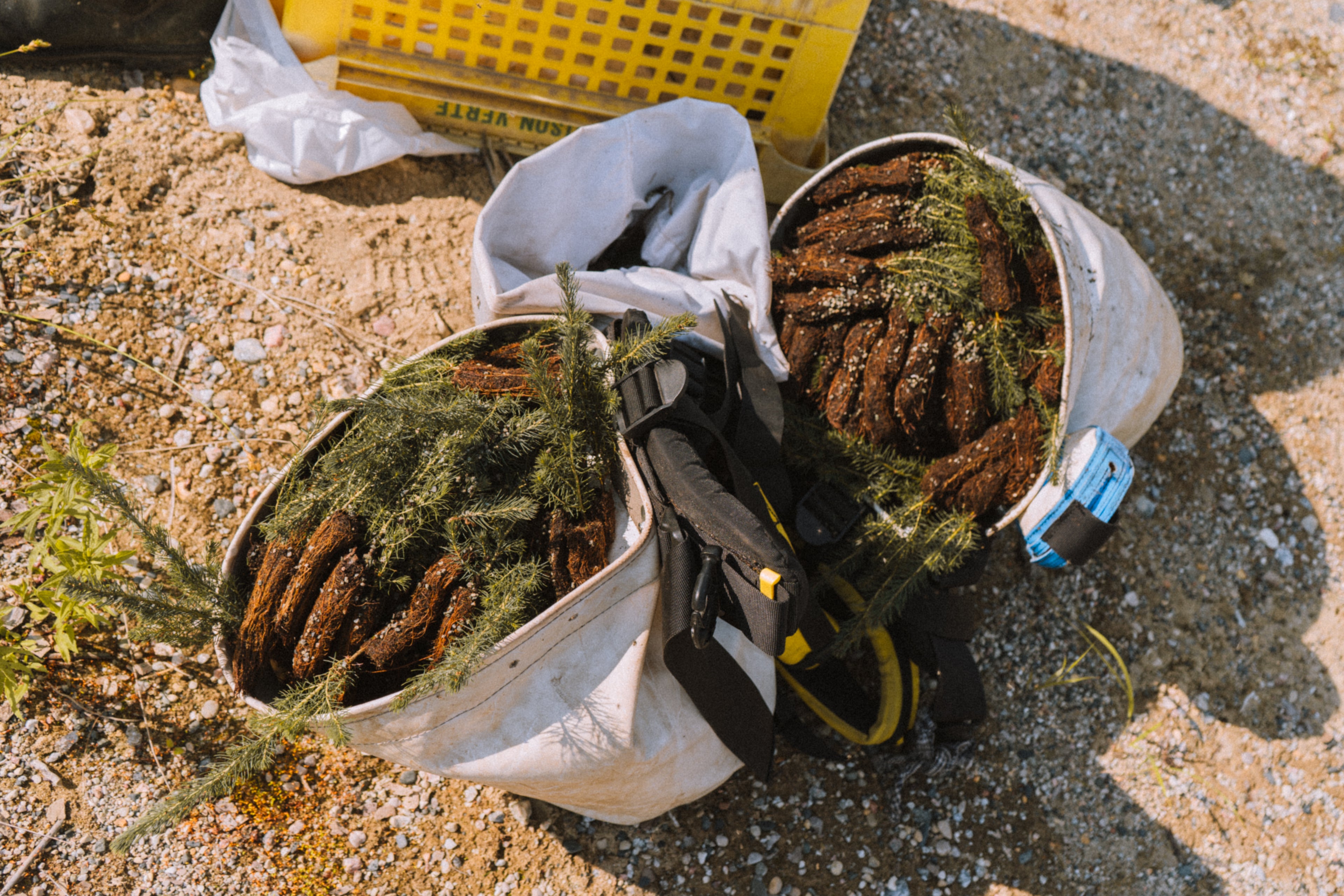 Fund a Tree