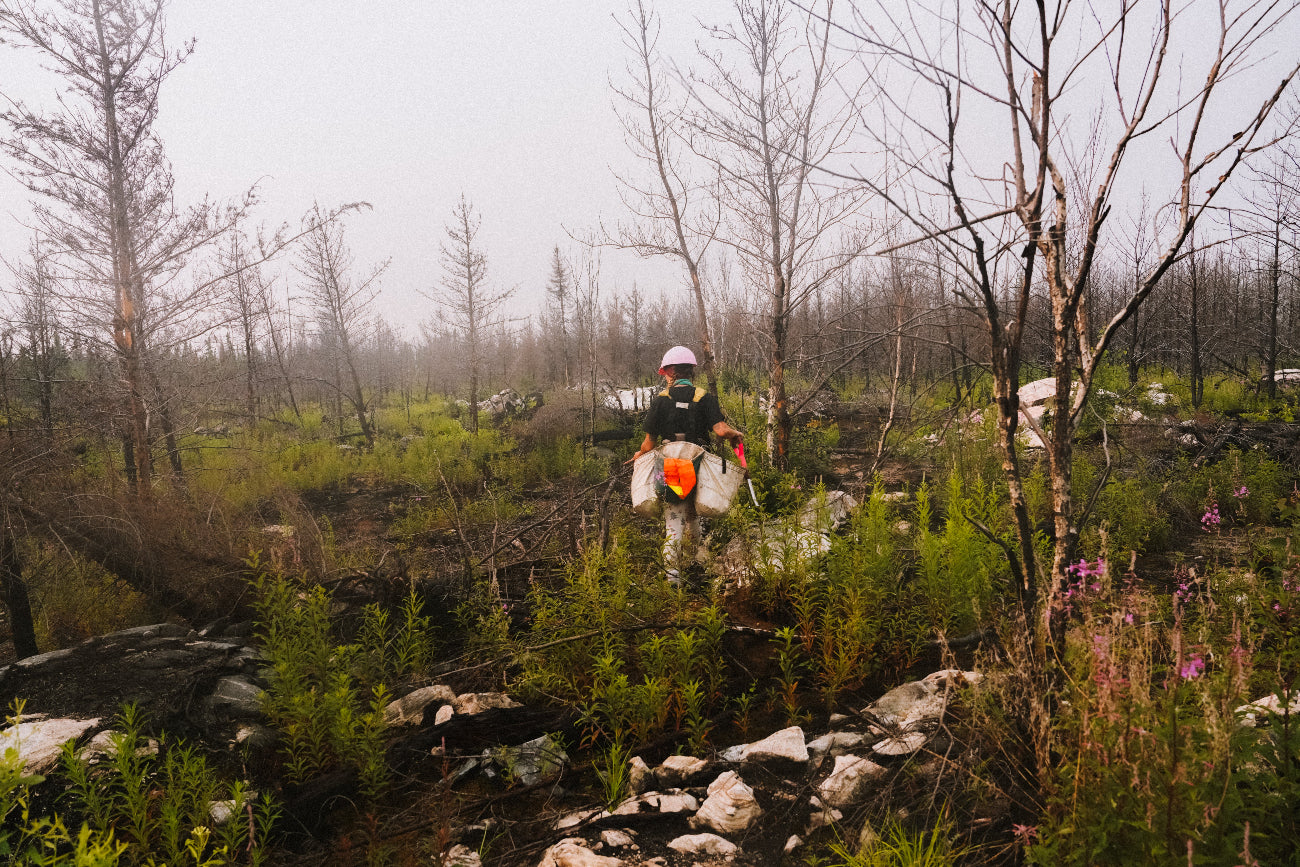 Integrity Reforestation planting in the Ogoki Forest in Ontario