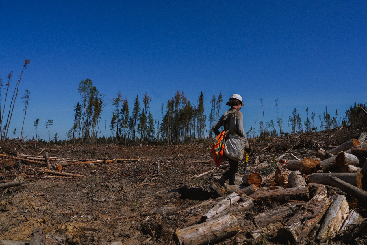 Person walking through a clear-cut area with logs and trees in the background