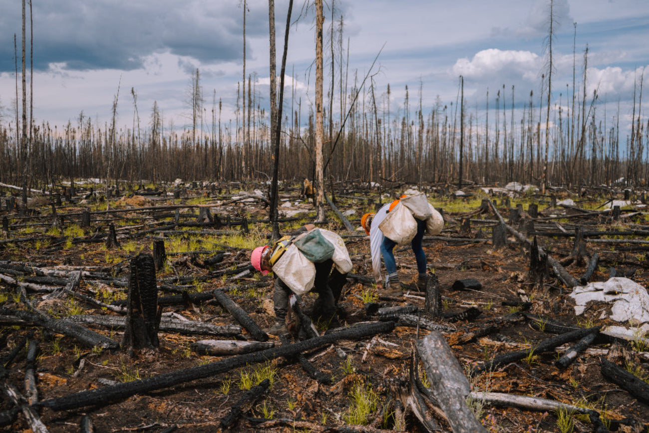 Two tree planters carrying bags through a deforested area with charred trees and a cloudy sky.